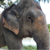 Close up of an elephant