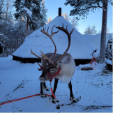 Raindeer